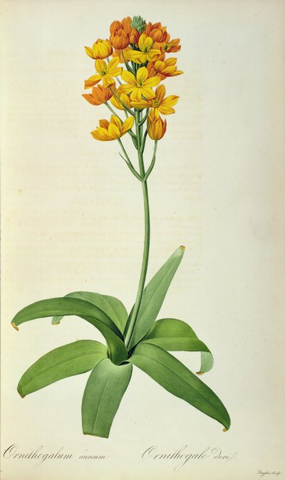 Ornithogalum Aureum, from 